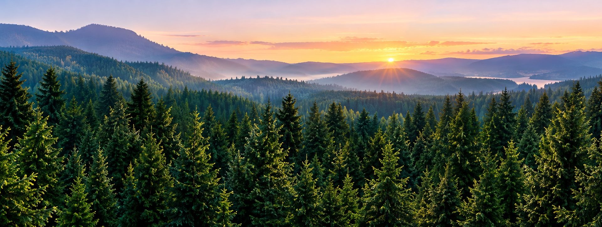 Forest at sunrise