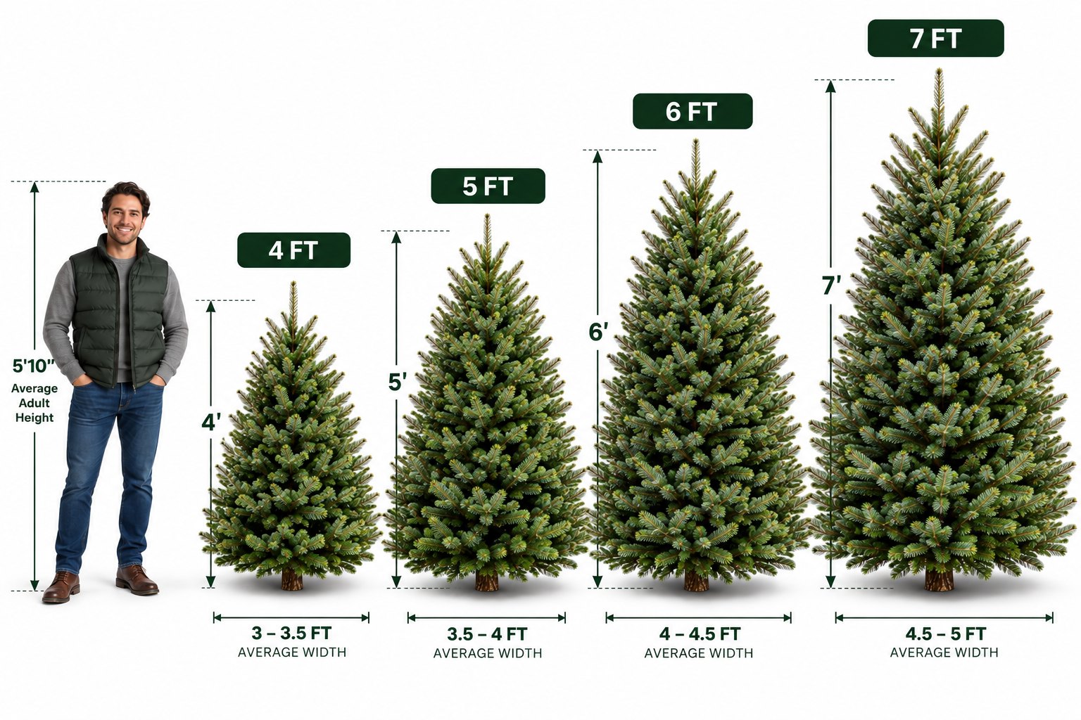 Four Fraser firs of 4, 5, 6 and 7 feet next to a 5'10" adult, with the average width of each